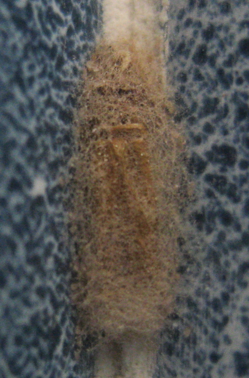 Forse insetti : micro infestazione sui muri