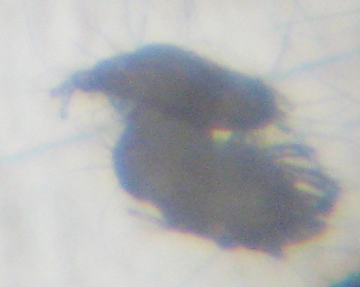 Forse insetti : micro infestazione sui muri