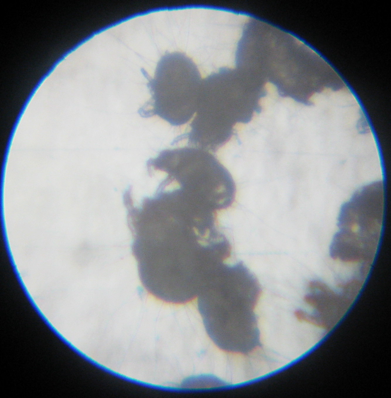 Forse insetti : micro infestazione sui muri