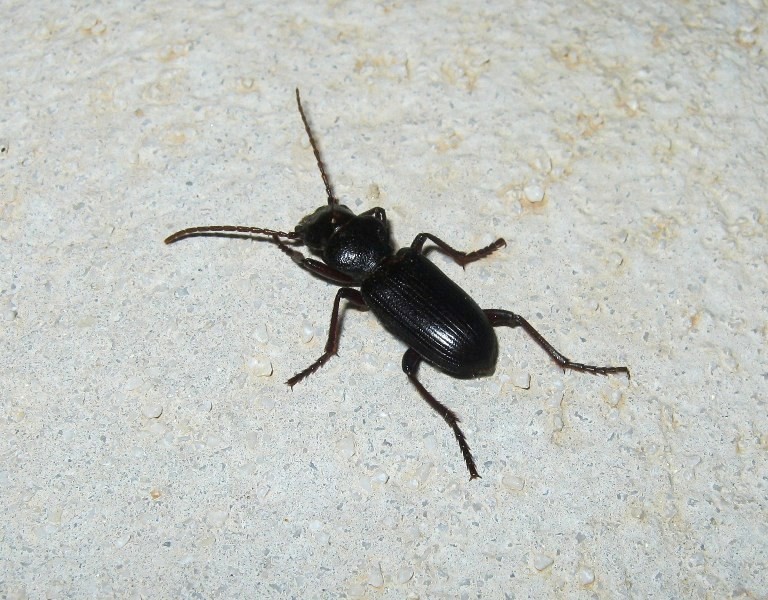 Identificazione insetto nero