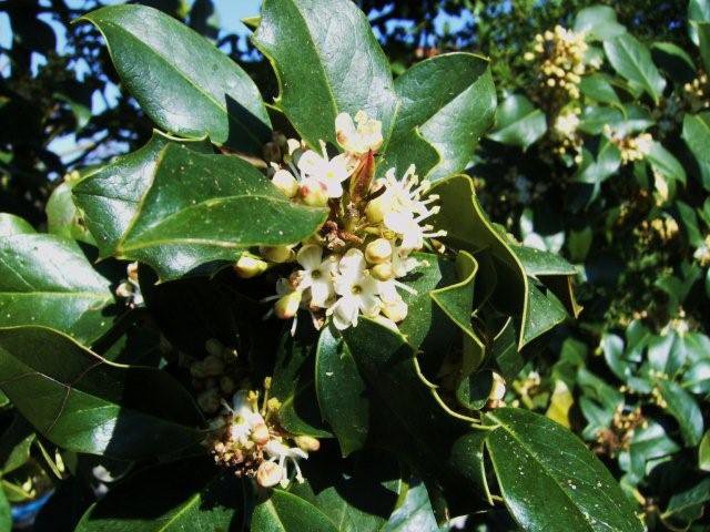 Ilex aquifolium / Agrifoglio