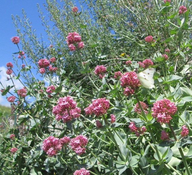 Centranthus ruber / Valeriana rossa