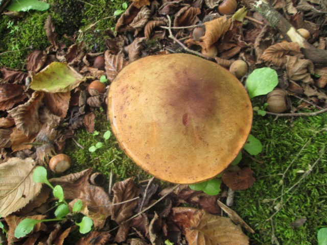 Boletus???