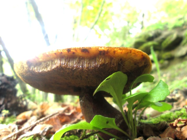 Boletus???
