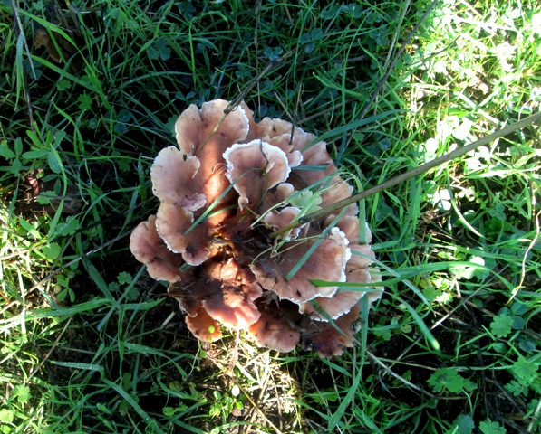 fungo a rosa (Abortiporus biennis)
