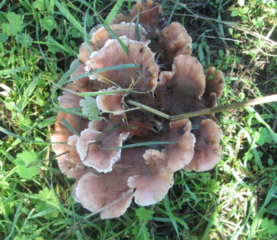fungo a rosa (Abortiporus biennis)