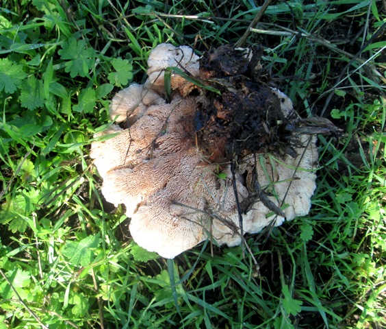 fungo a rosa (Abortiporus biennis)