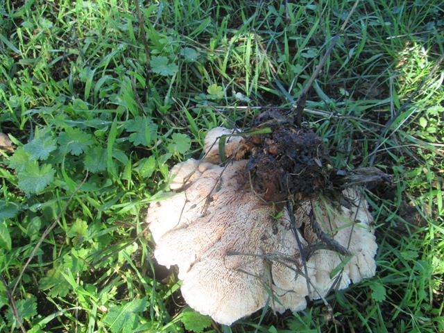 fungo a rosa (Abortiporus biennis)