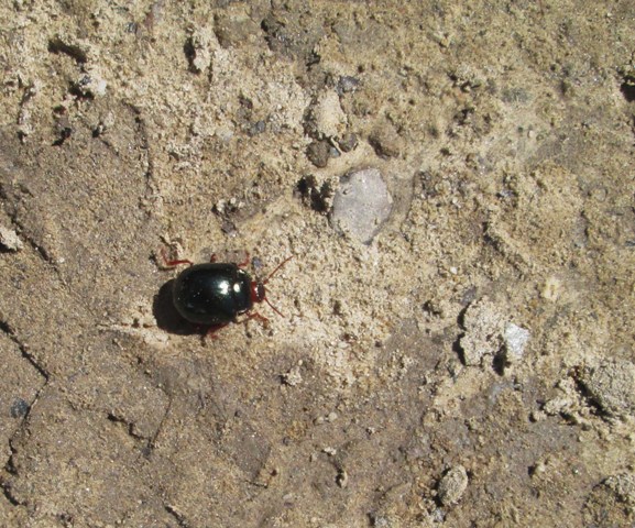 Da identificare - Chrysolina bankii (cfr.)