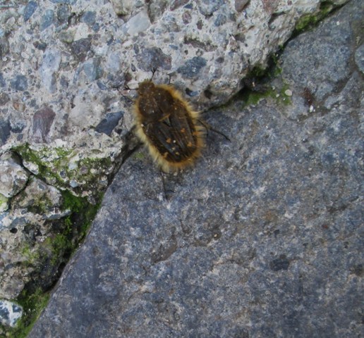 Identificazione: Tropinota sp.