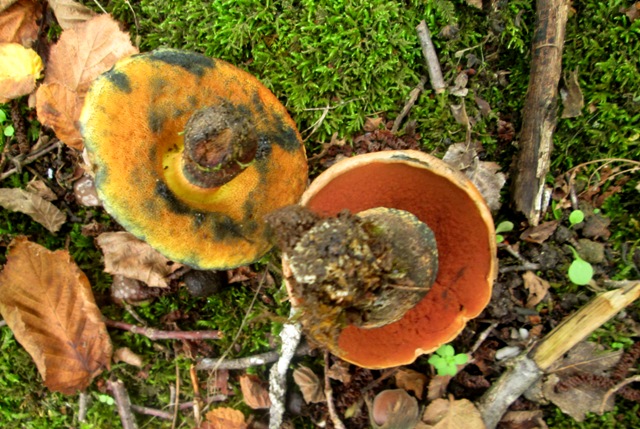 Boletus???