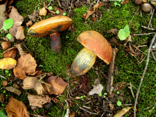 Boletus???
