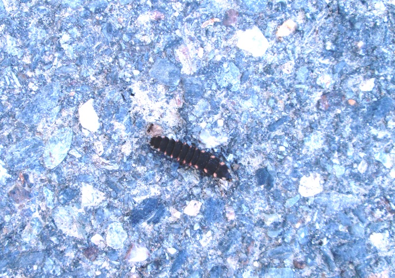 Larva di Lampyridae