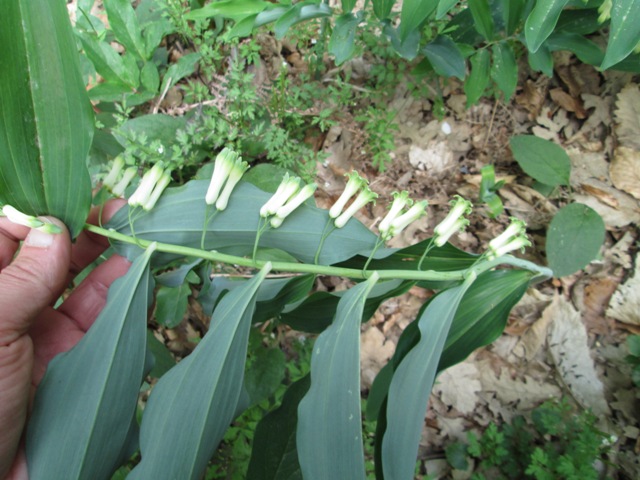 Polygonatum multiflorum