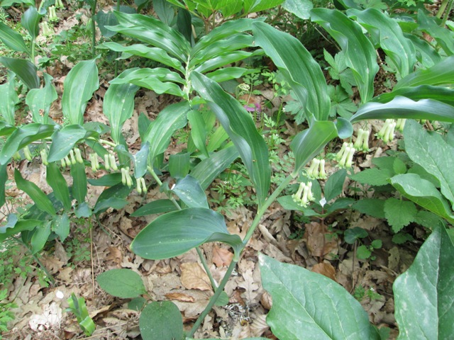 Polygonatum multiflorum