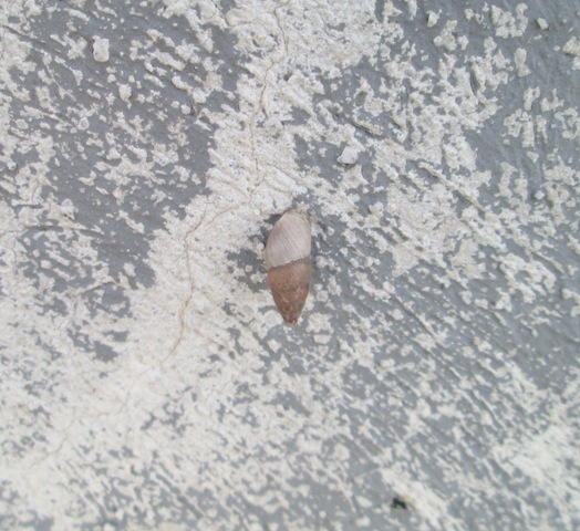 chiocciola da identificare