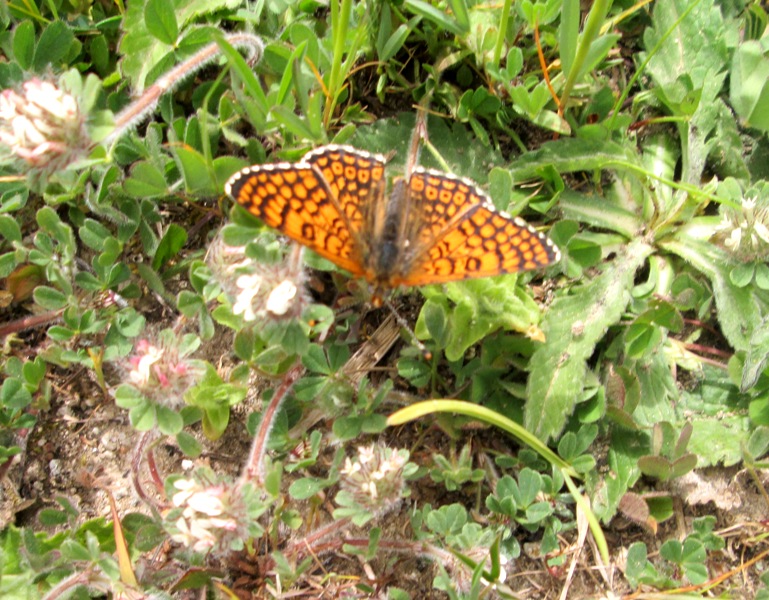 identificazione farfalla diurna
