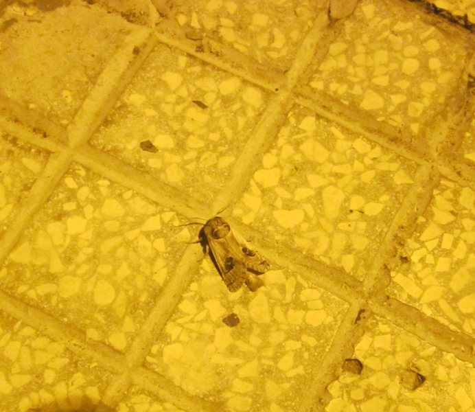 Altra identificazione - Parahypopta caestrum