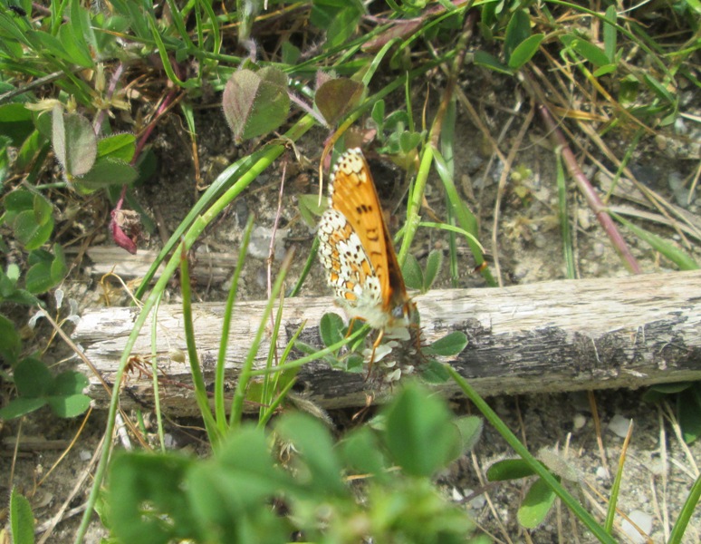 identificazione farfalla diurna