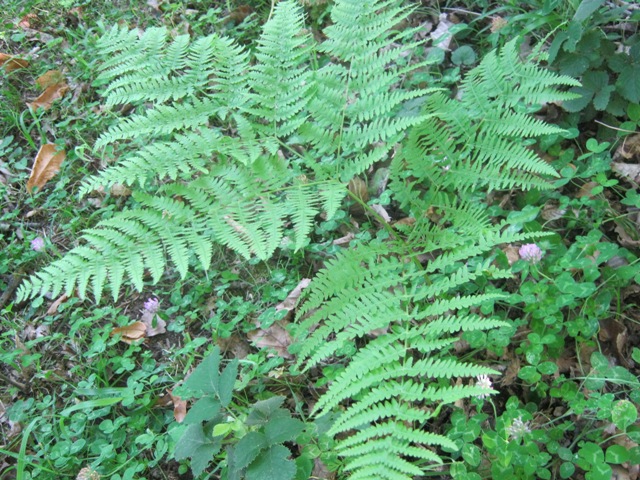 Pteridium aquilinum