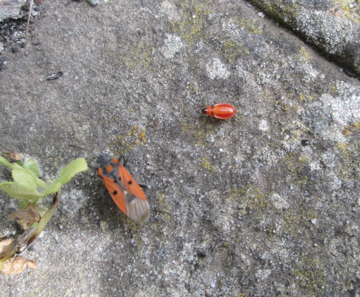 Lygaeidae:  Lygaeus creticus della Sicilia