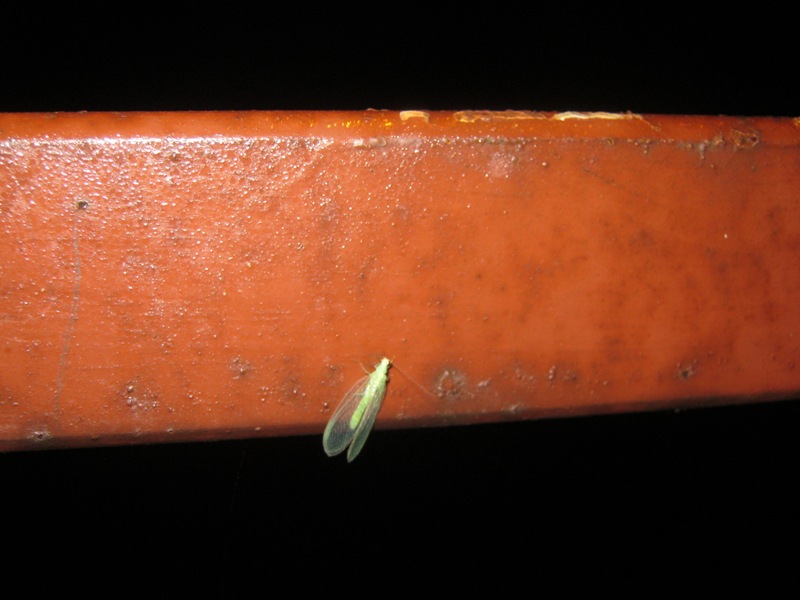 Chrysopidae