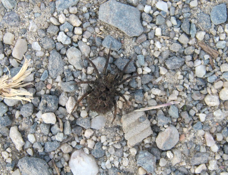 Alopecosa sp. - M. Nebrodi (ME)