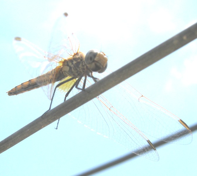 Libellula da identificare