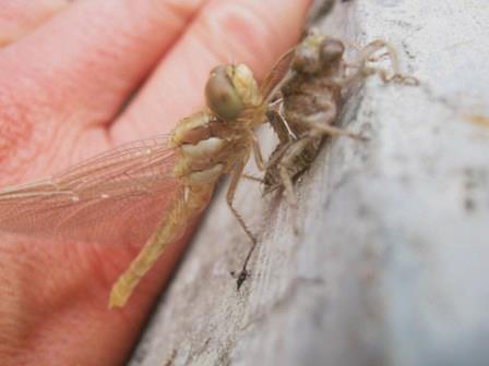 Libellula da identificare con informazione