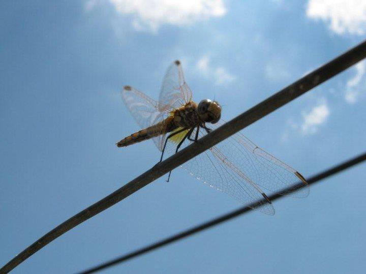 Libellula da identificare