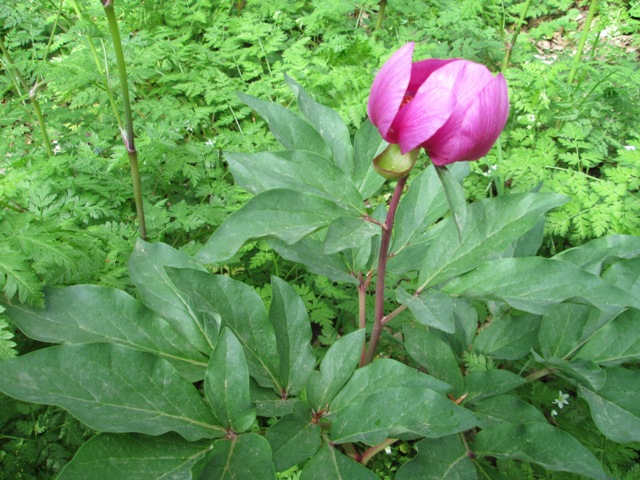 Paeonia mascula / Peonia maschio
