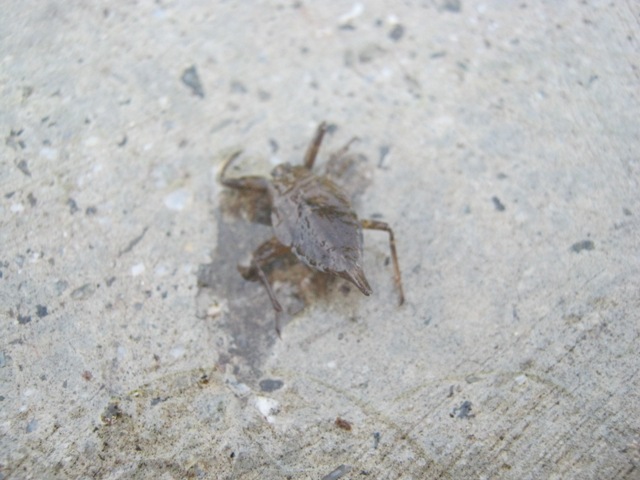 animaletto acquatico: Nepa cinerea