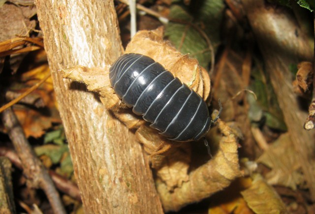 Armadillidae