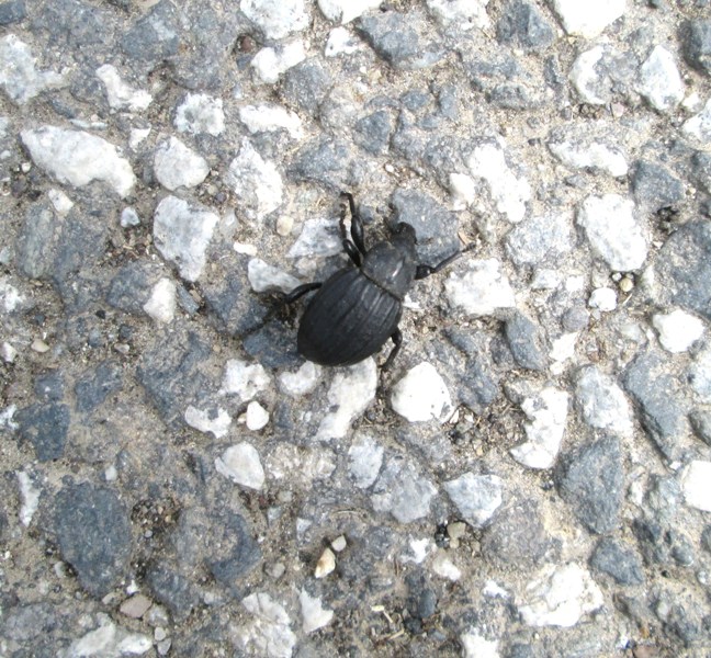 Anisorhynchus cf. costatus - Curculionidae
