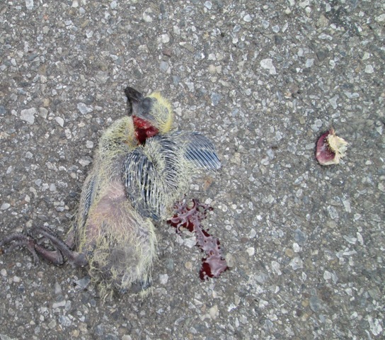 Uccello malridotto da identificare