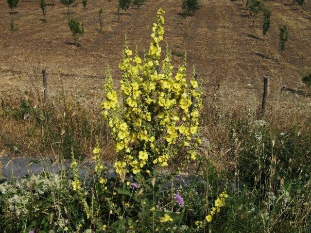 Identificazione pianta M. nebrodi - Verbascum sp.