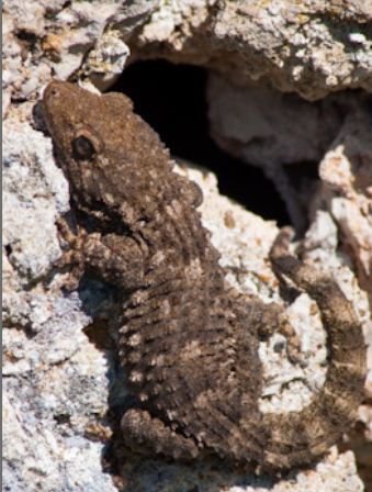 Geko scuro