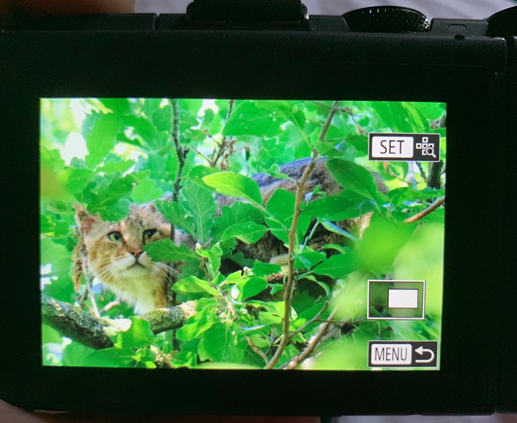 Gatto selvatico (Felis silvestris)?  Probabile !