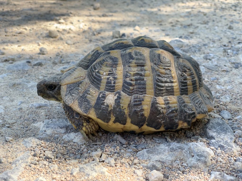 Probabile Testudo hermanni