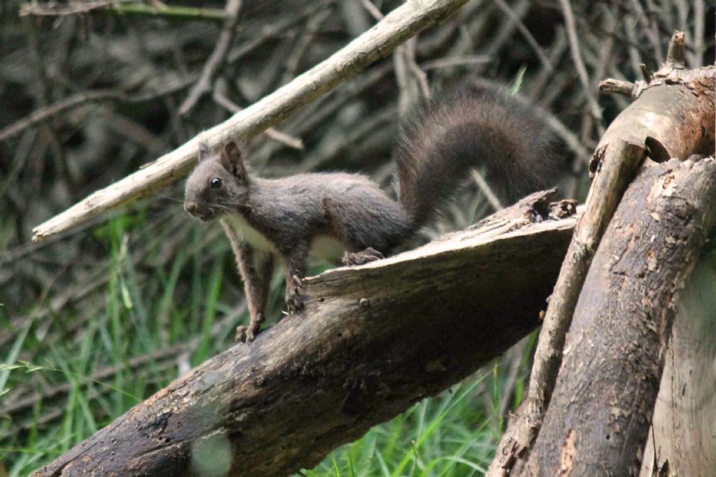Scoiattolo grigio, Sciurus carolinensis. Umbria