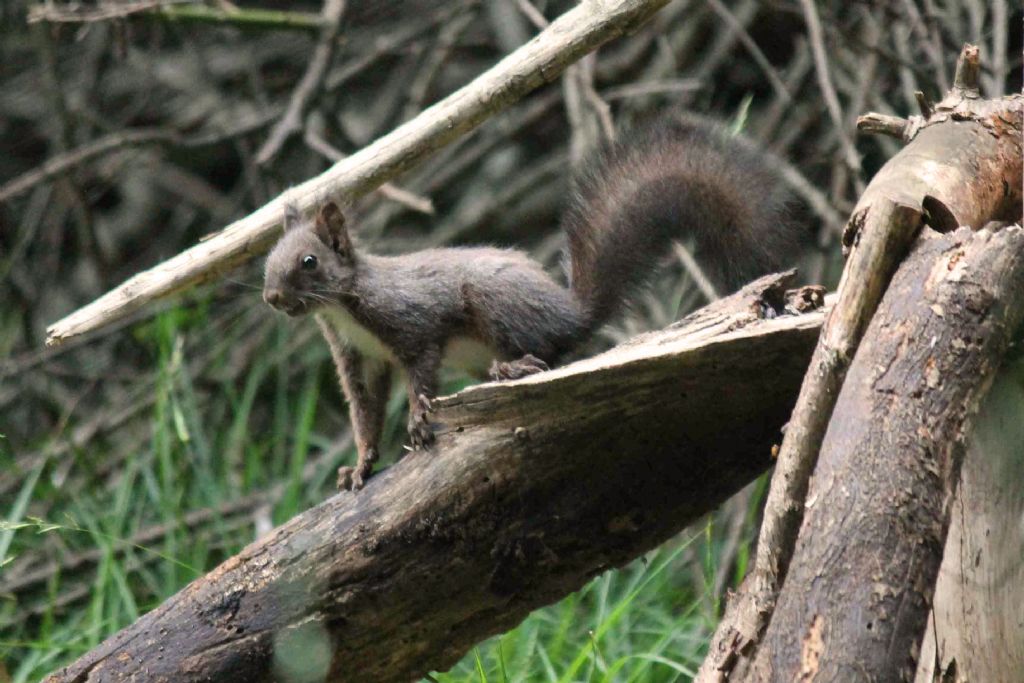 Scoiattolo grigio, Sciurus carolinensis. Umbria