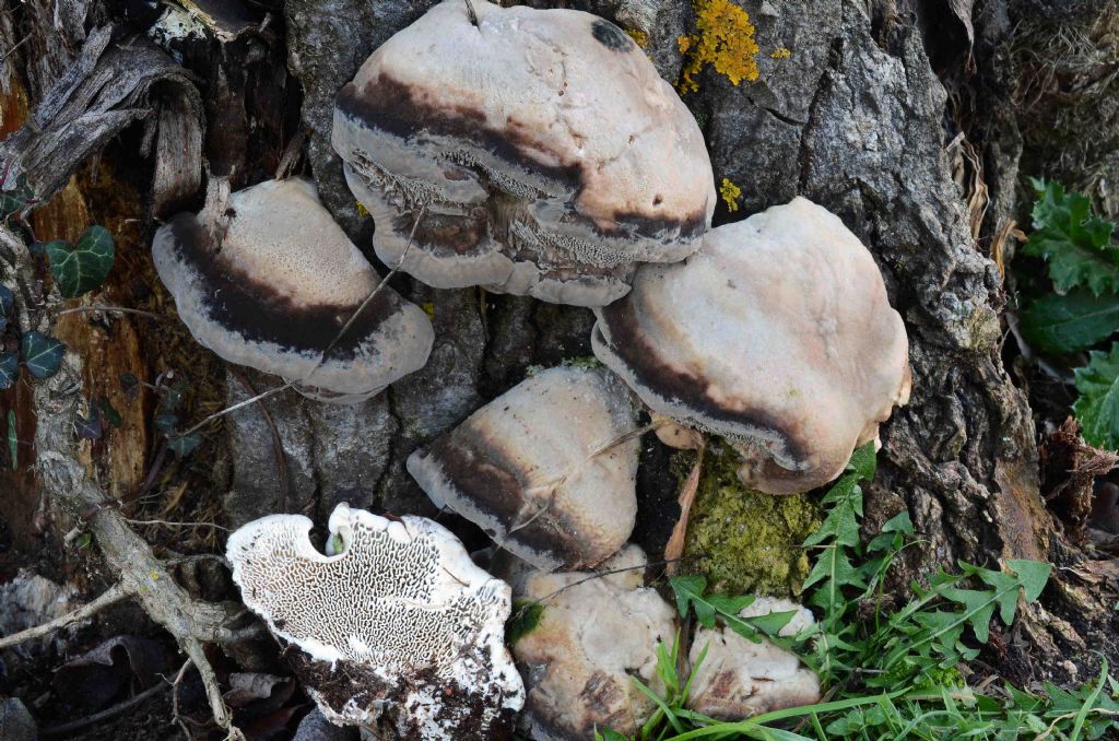 Aphyllo sul Populus (Trametes gibbosa)
