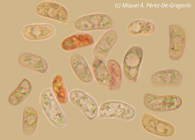 Hyphoderma a determinare (Peniophorella praetermissa)