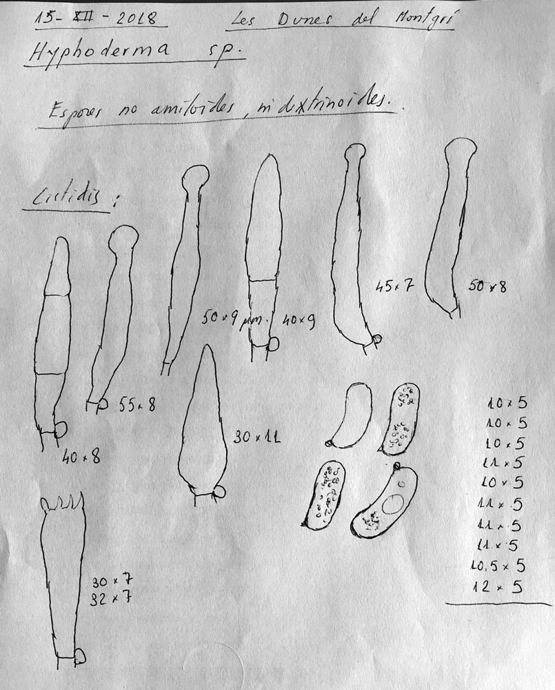 Hyphoderma a determinare (Peniophorella praetermissa)