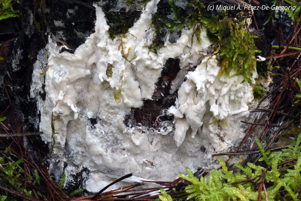 Aucune ide de genre (Fibroporia gossypium)