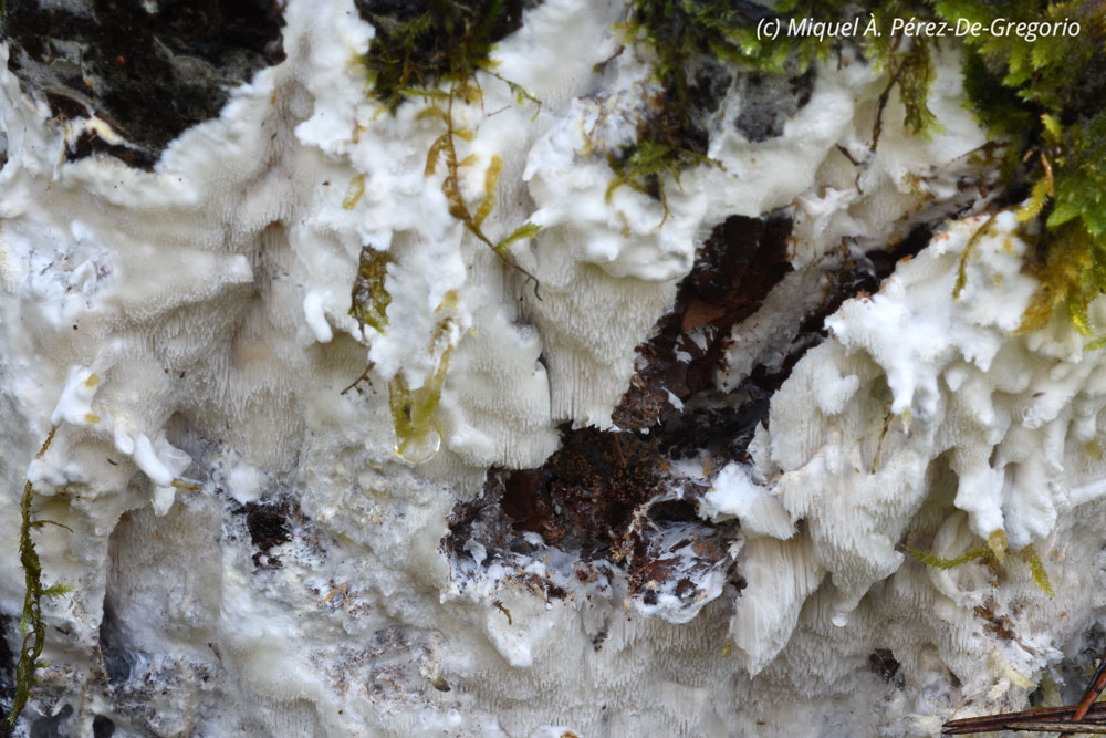 Aucune ide de genre (Fibroporia gossypium)