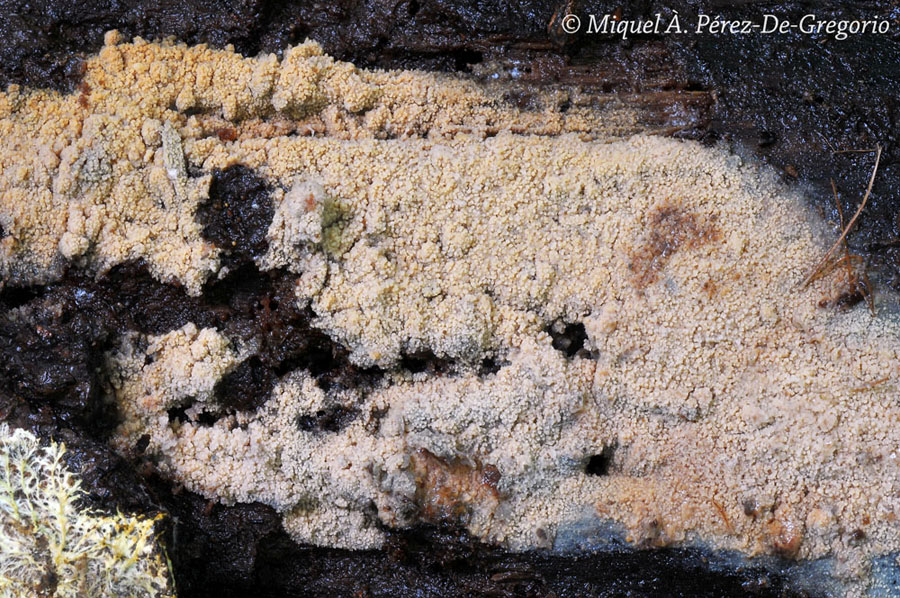 Phlebia ??