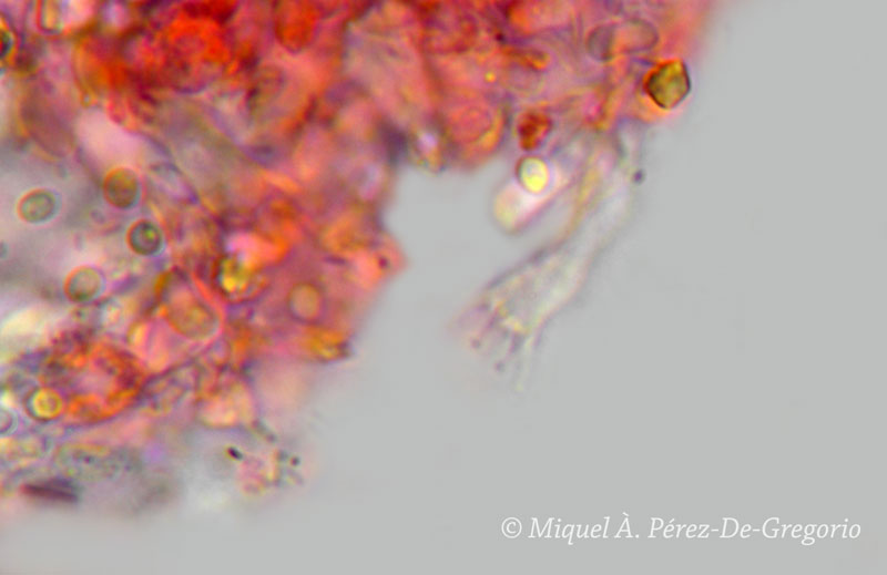 Sistotrema porulosum, confirmare(Sistotrema resinicystidium)