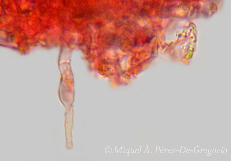 Sul legno di Pinus pinaster (Hyphodontia sambuci)