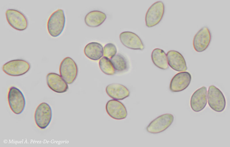Haplotrichum ?